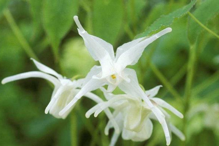 仙灵脾花图 仙灵脾花图