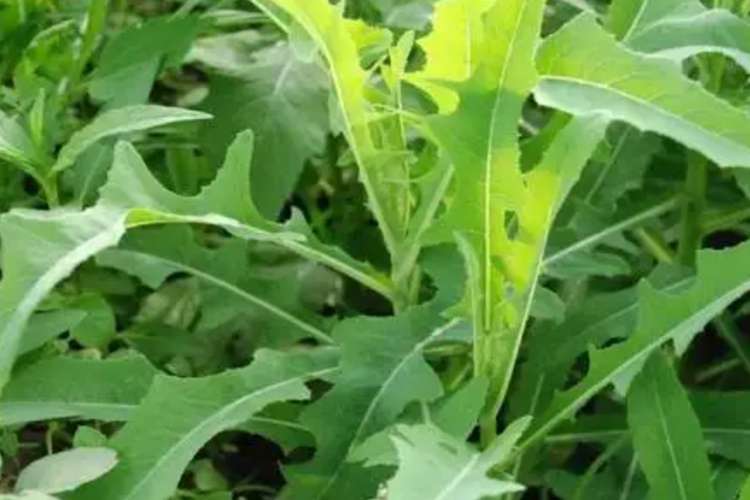 白花败酱植株图