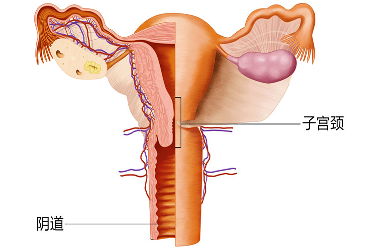 阴道的结构图