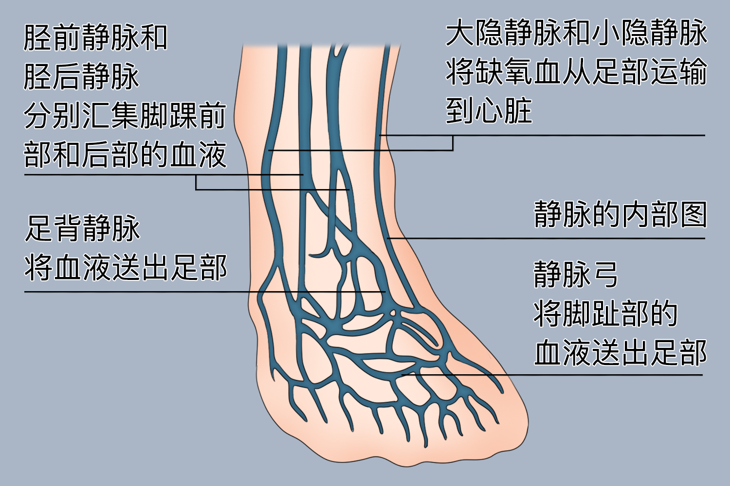 足部深静脉图功能足部动脉弓和动脉网对足部的血液循环供应起着决定性