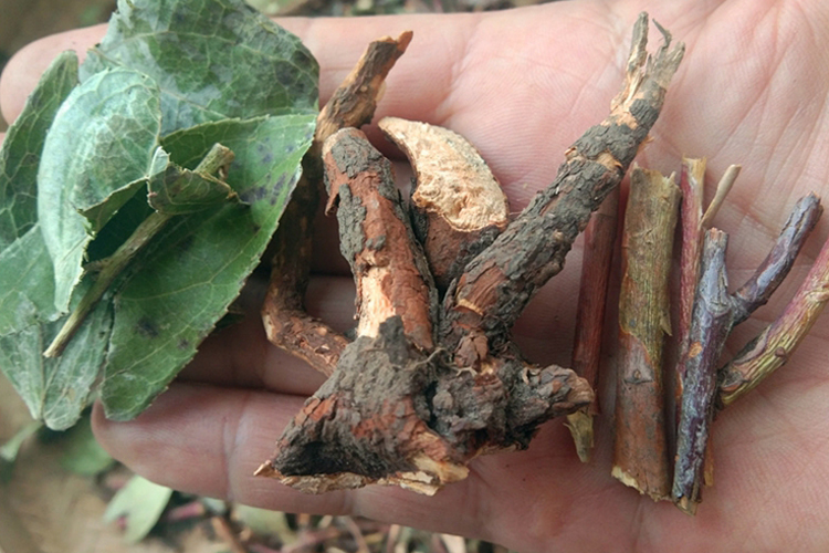 瑶婆风药材外观图