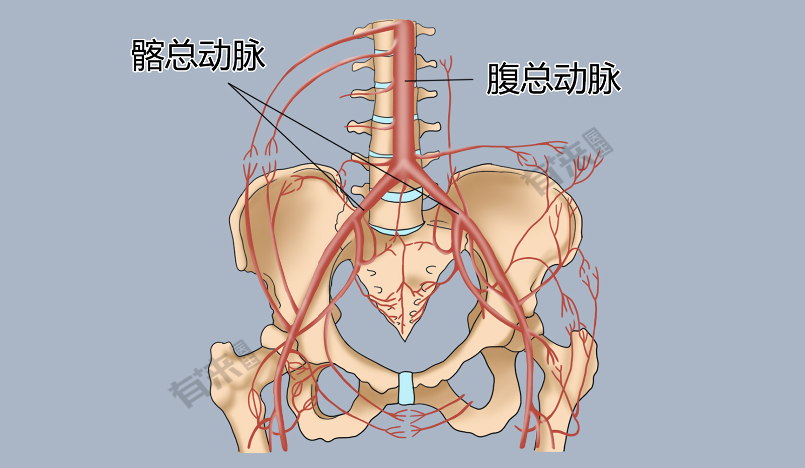 腹主动脉三大分支图图片