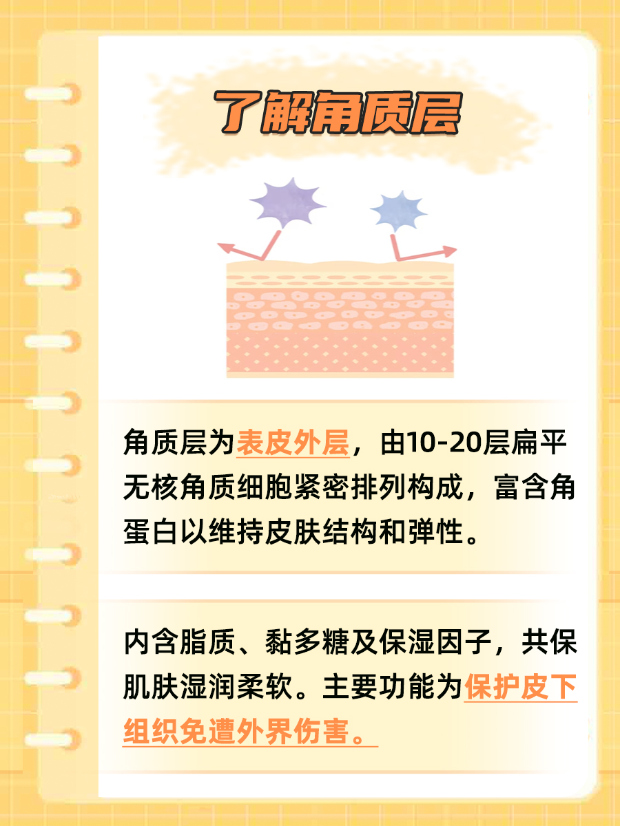 深入了解——角质层是什么