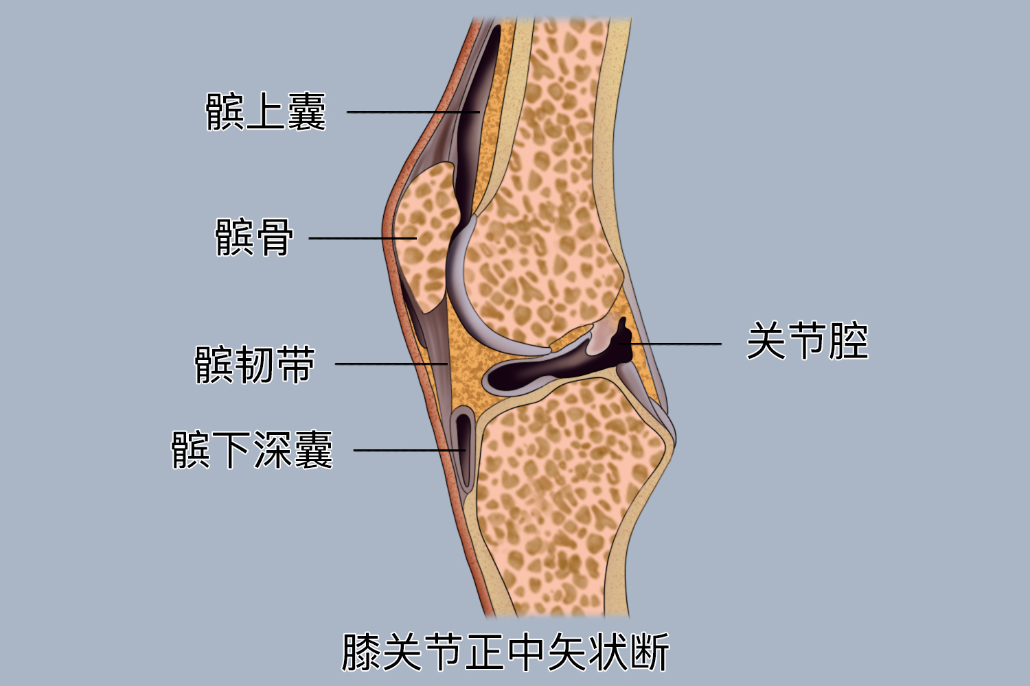 膝关节的基本结构图图片