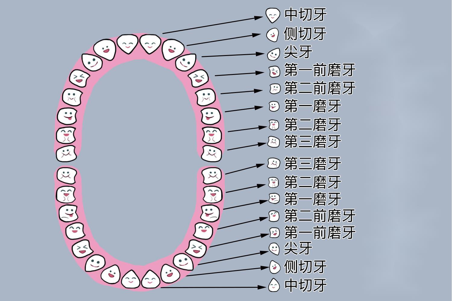 儿童恒牙位置图