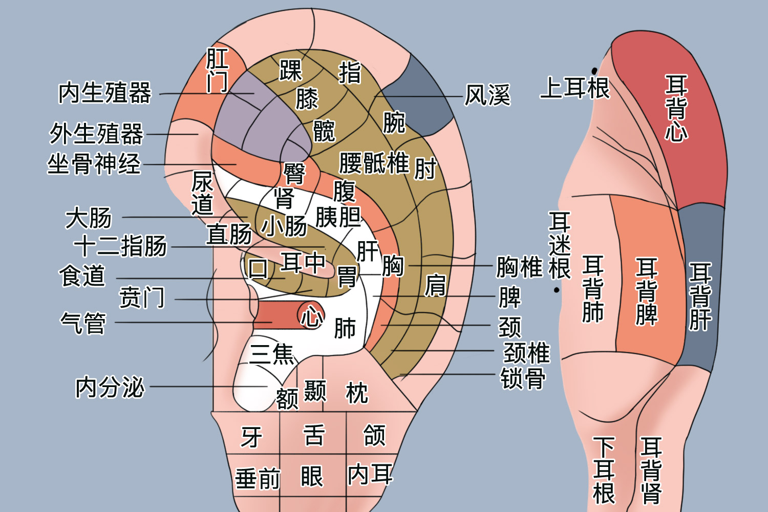 耳朵与疾病对照图