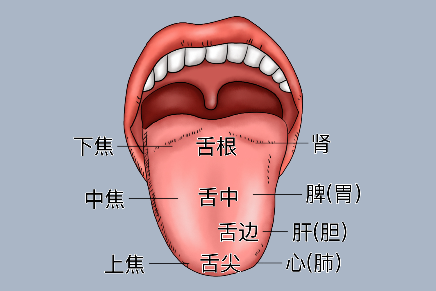 舌面反射区三焦划分图 舌面反射区三焦划分图
