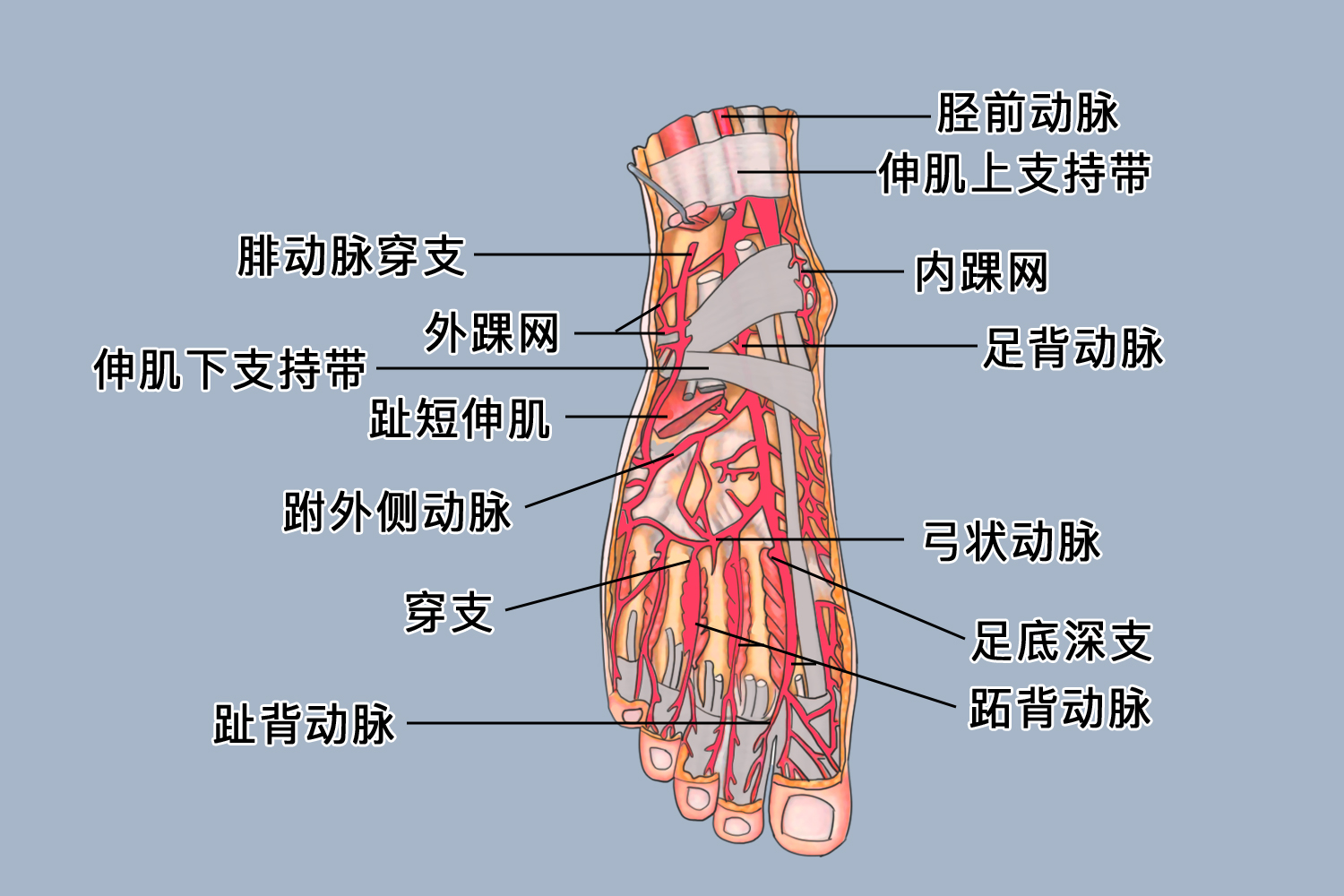 下肢动脉位置图片