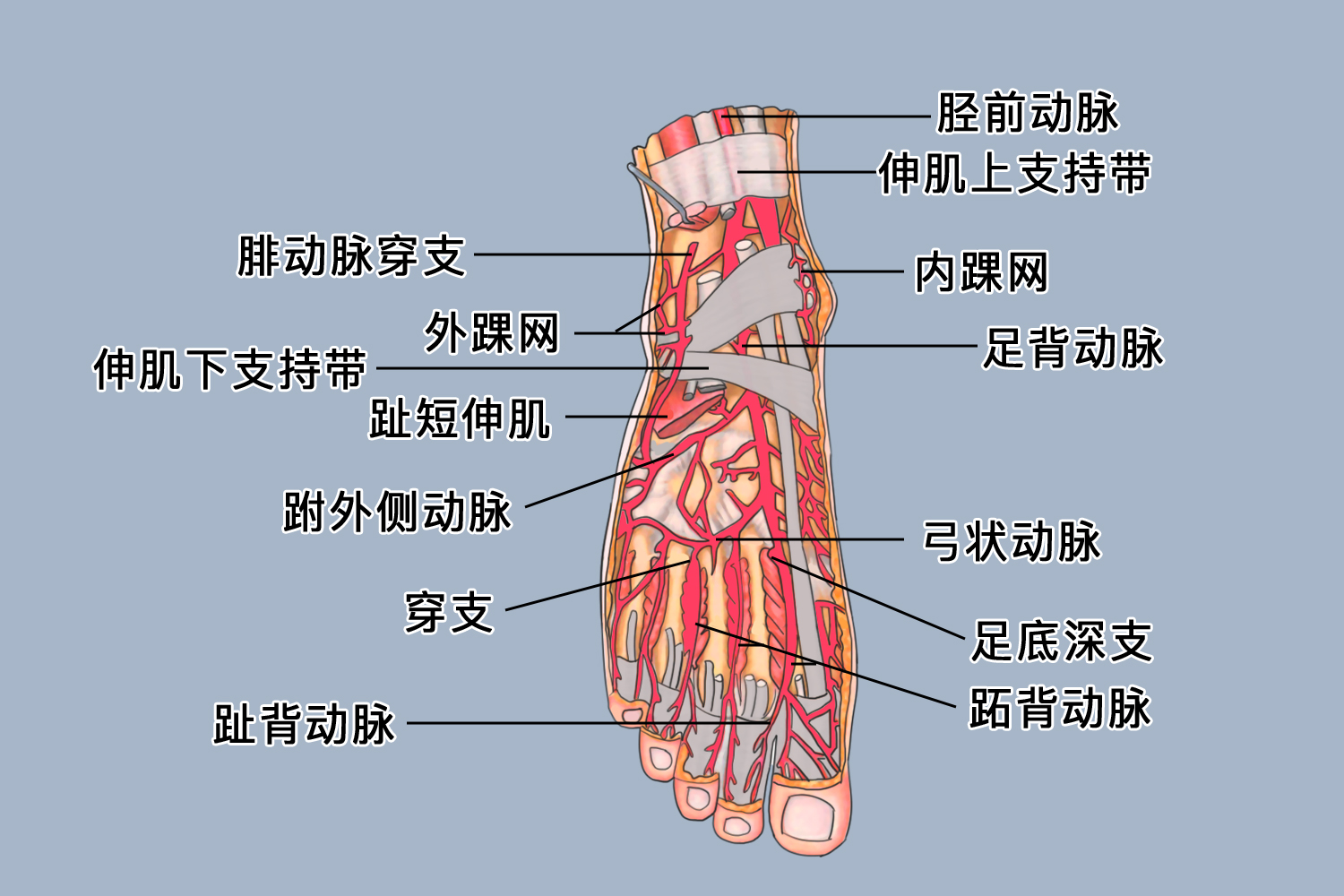 足背动脉位置图
