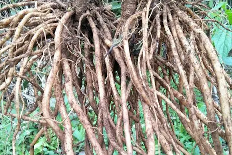 红牛膝中药图 红牛膝中药图