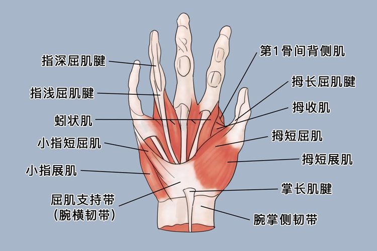 手指肌腱图