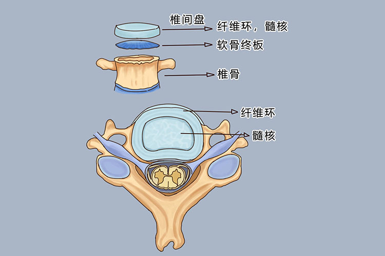 椎体终板位置图 椎体终板位置图