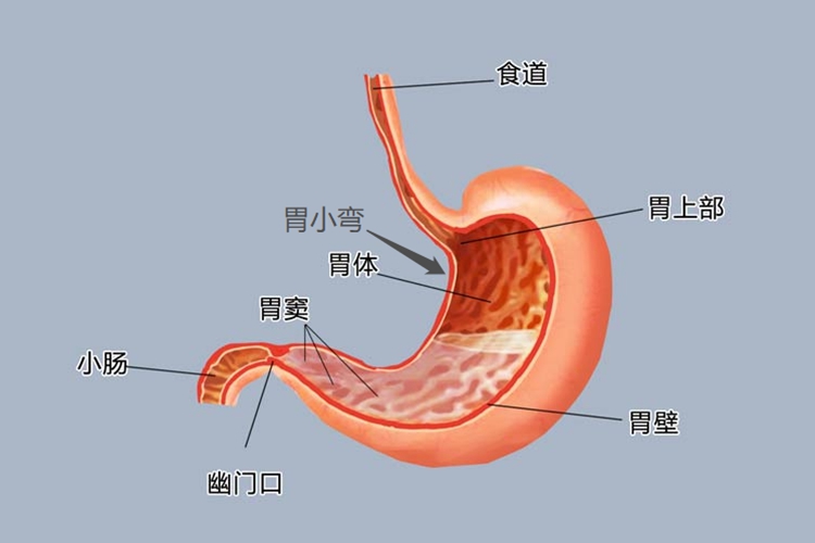 胃窦小弯在哪个位置图片