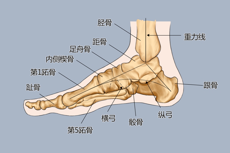 正常脚侧面观图 正常脚侧面观图