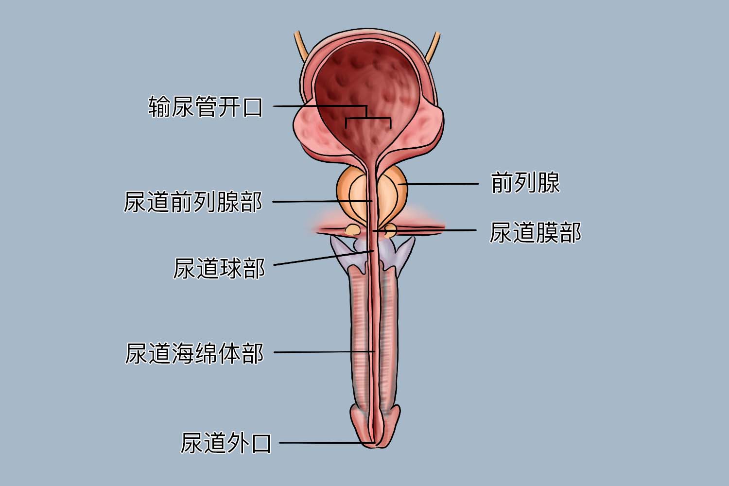 海绵体肿大是什么原因图片