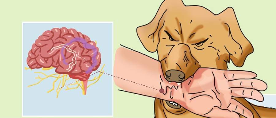 狂犬病第一天必然症状-有来医生