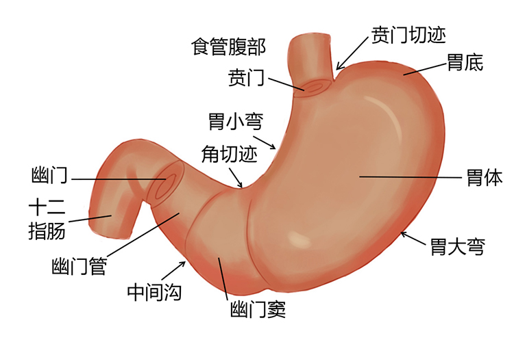 胃解剖图