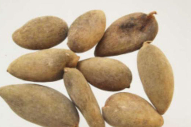 中药五倍子肚倍图