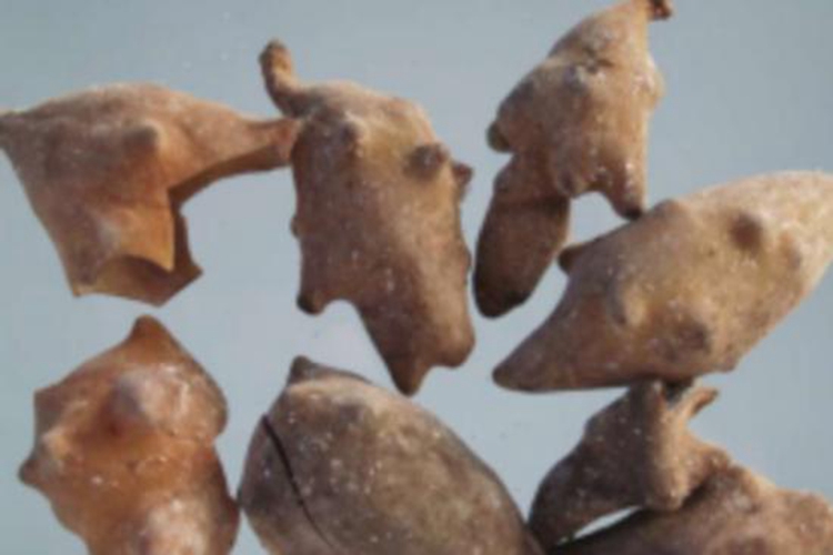 中药五倍子角倍图