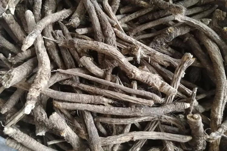 中药防风药材图