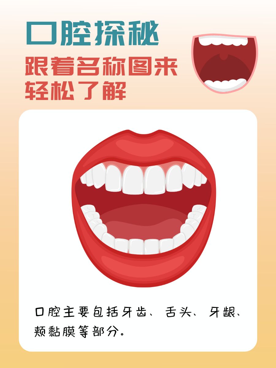 口腔探秘：跟着名称图来轻松了解