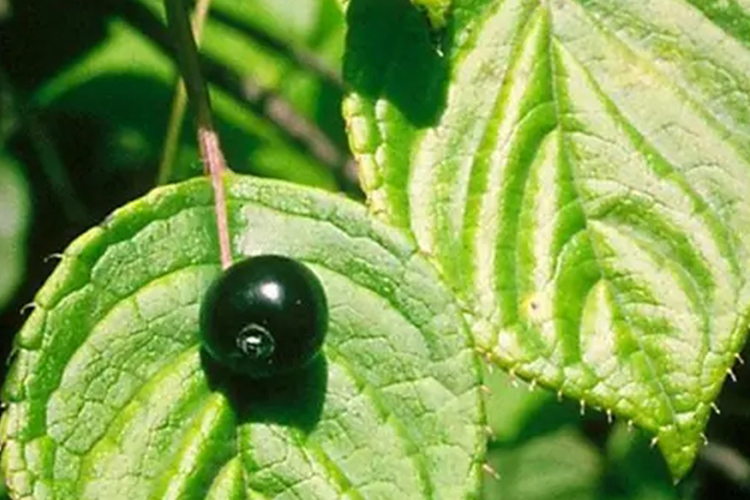 青荚叶图 青荚叶图