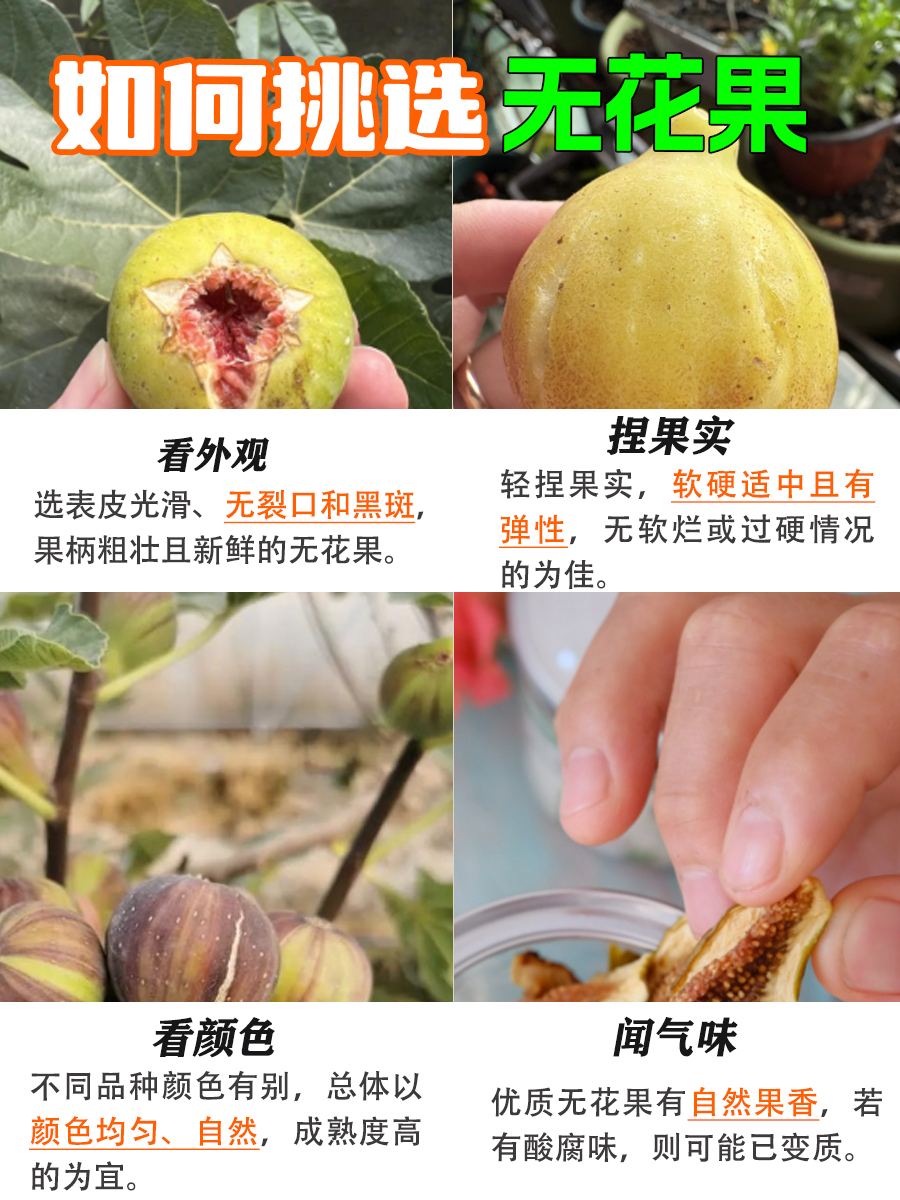 多数人不知！无花果的功效与作用和主治
