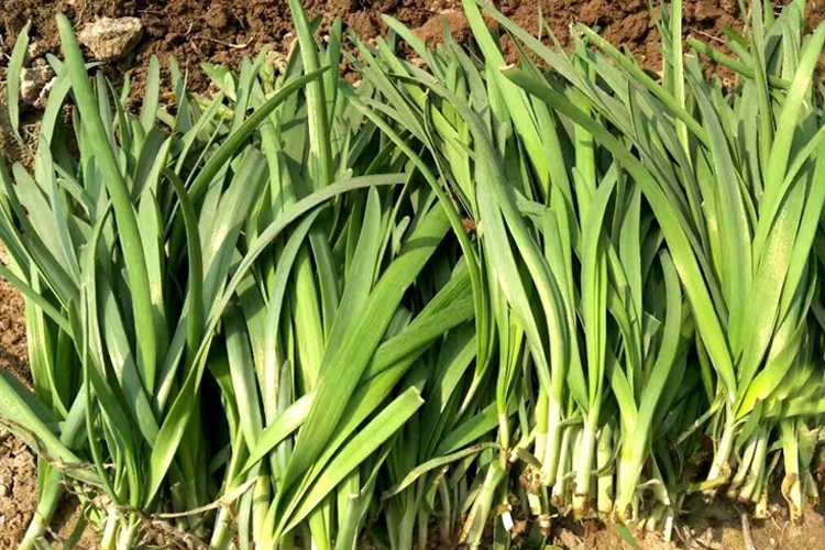 壮阳草图 壮阳草图