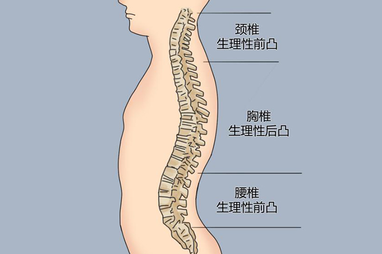 脊椎骨生理性弯曲图