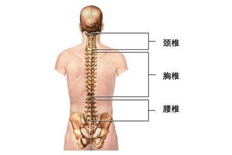 腰部腰椎位置图
