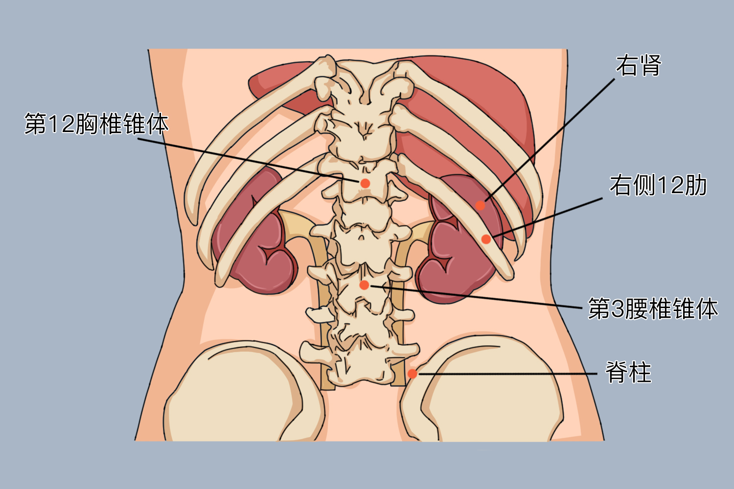 双肾在人体正确位置图图片