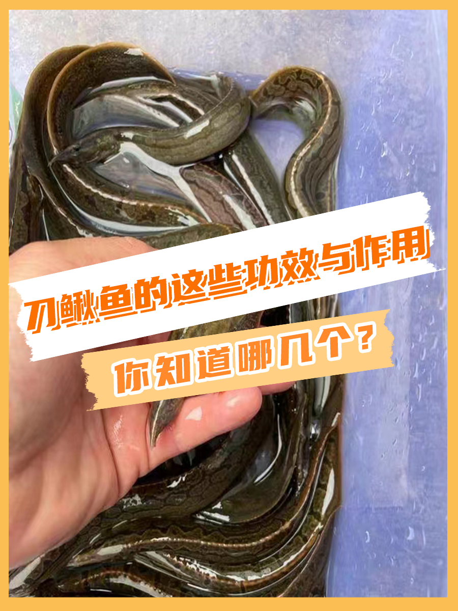 刀鳅鱼的这些功效与作用,你知道哪几个?