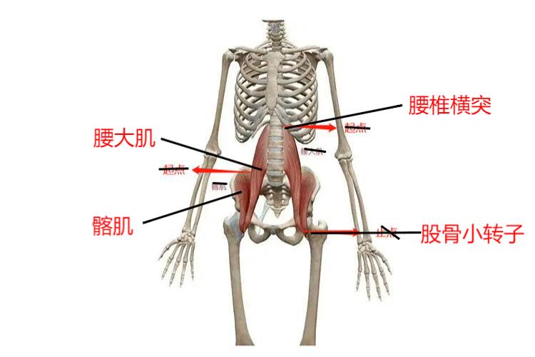 髂腰肌起止点图 髂腰肌起止点图
