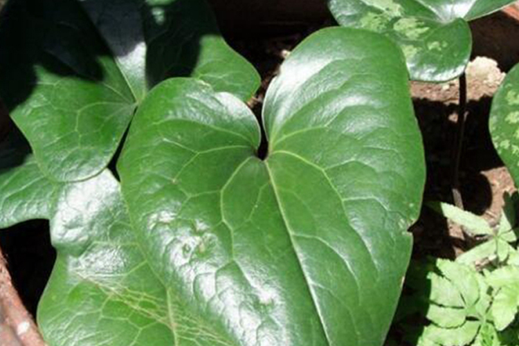 北细辛原植物图