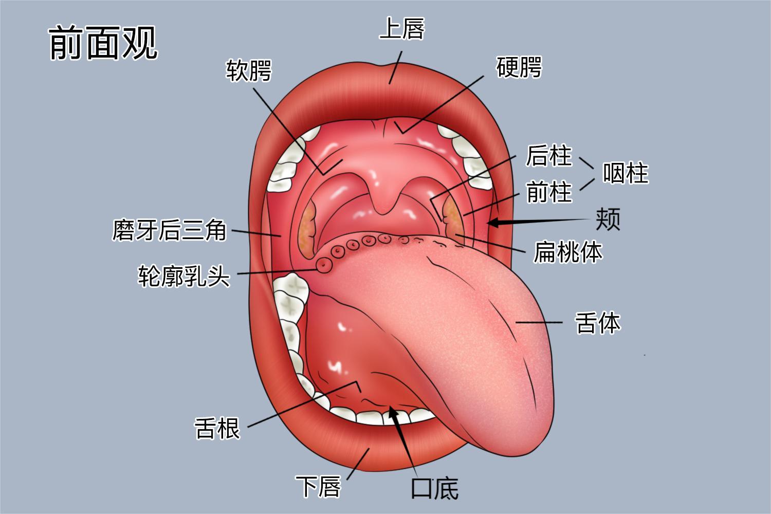 正常人口腔图