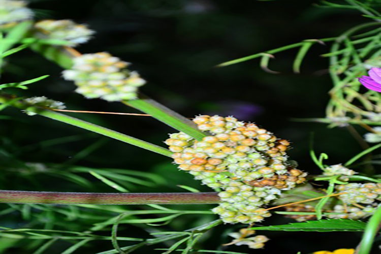 南方菟丝子植株果枝图