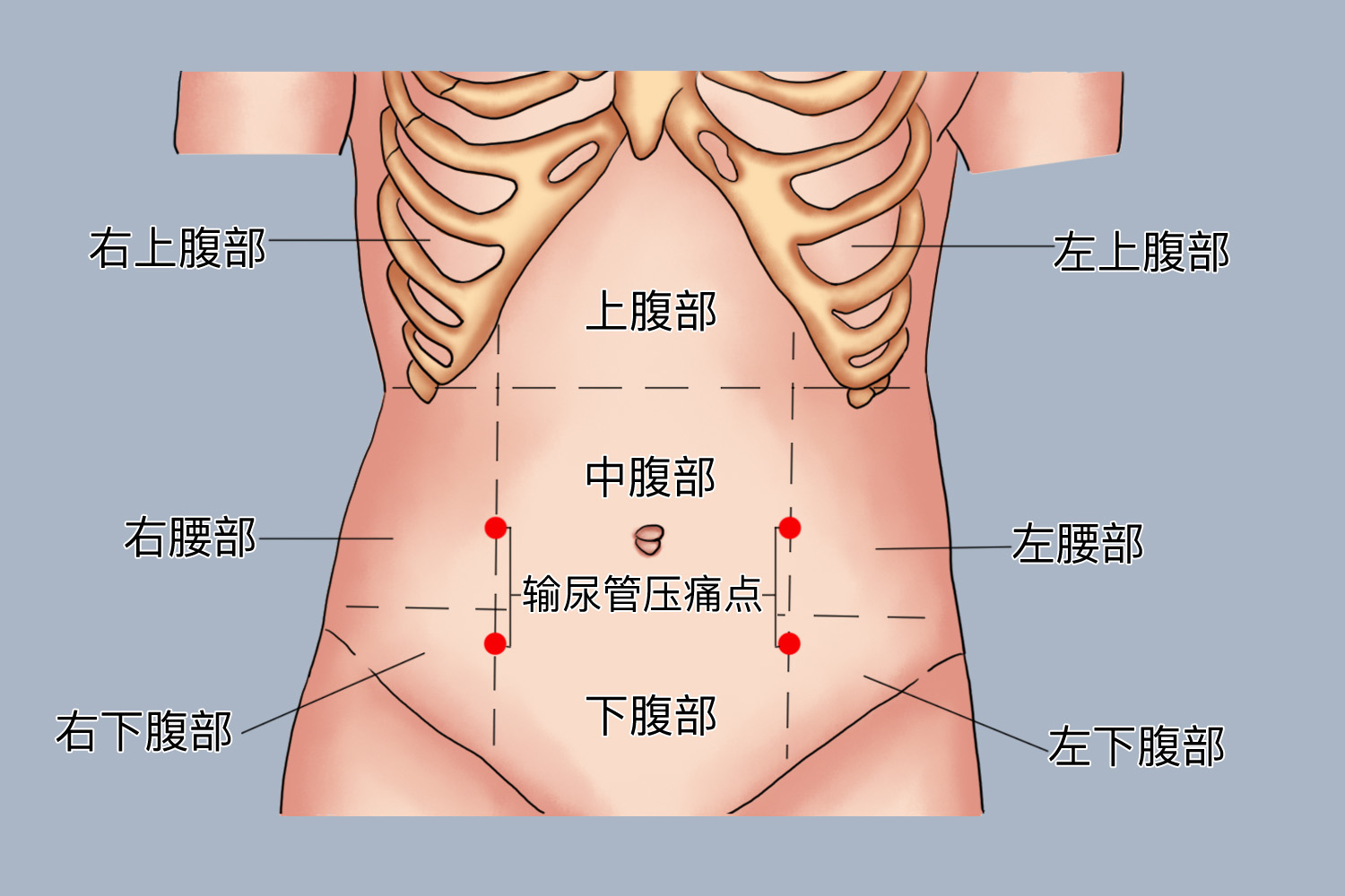 输尿管压痛点图 输尿管压痛点图