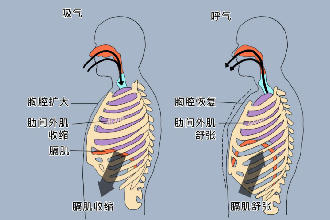 膈肌收缩和舒张示意图