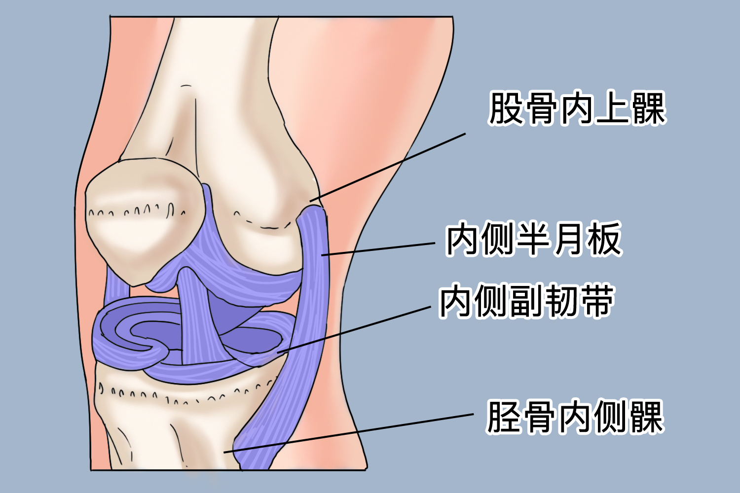 膝盖内侧副韧带解剖图