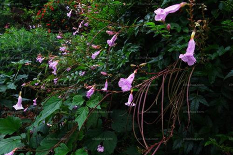 结石草原植物毛子草图