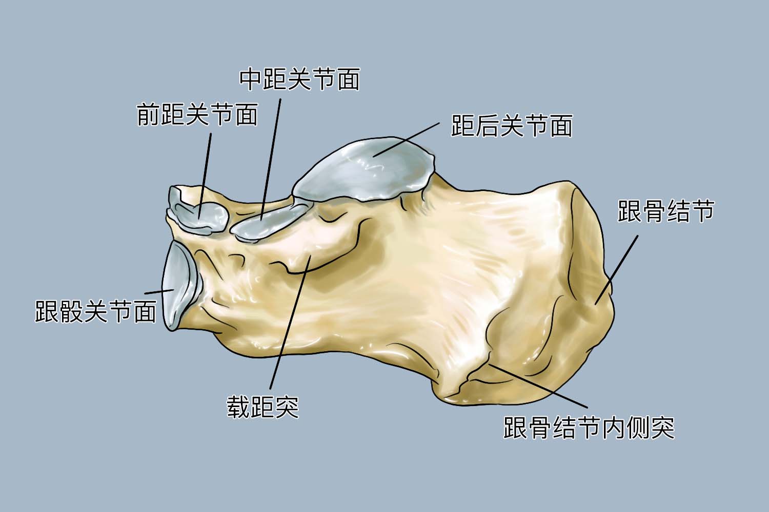 脚后跟跟骨示意图