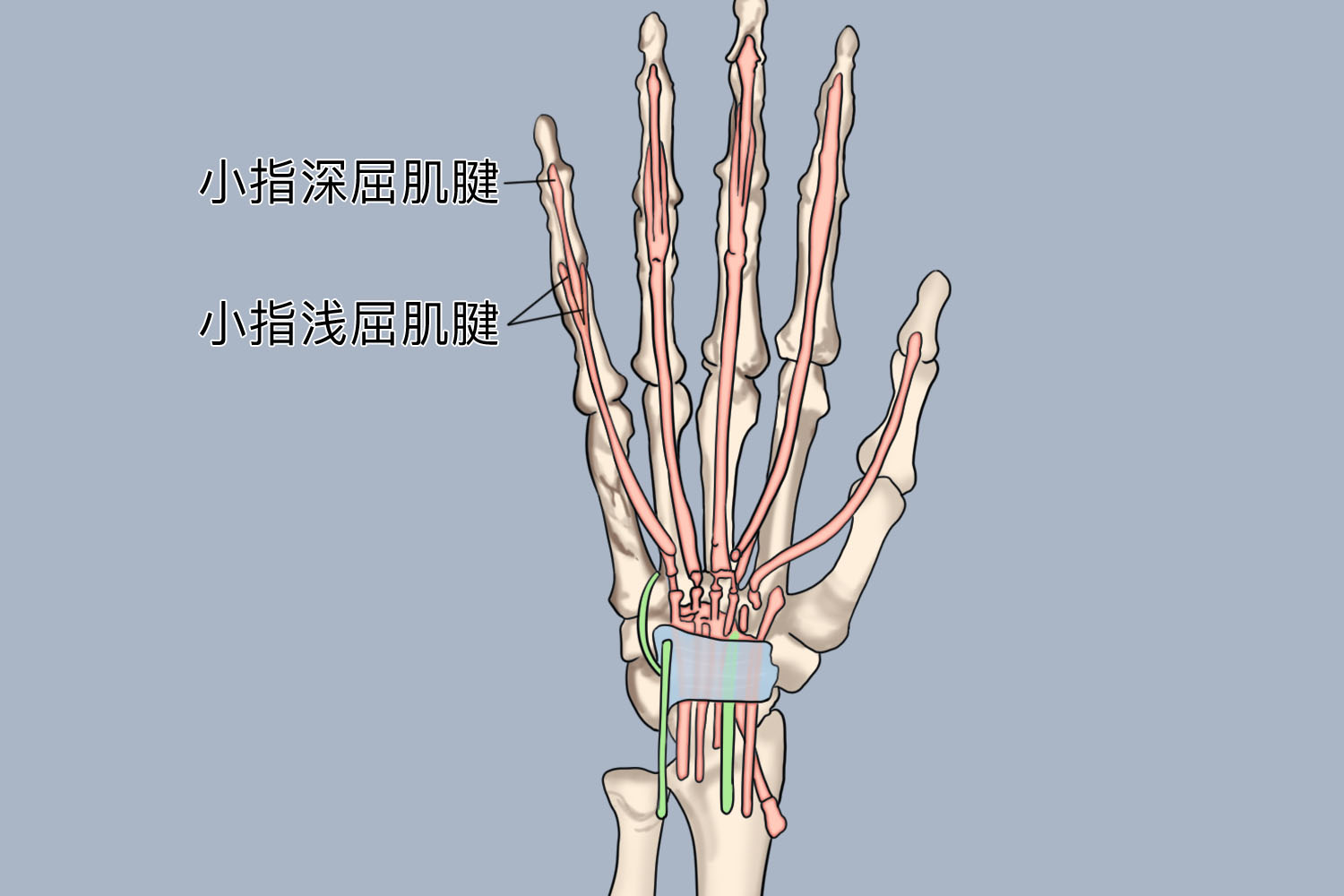 拇长屈肌腱位置图图片