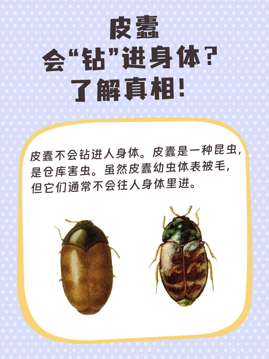 皮蠹会“钻”进身体?了解真相!