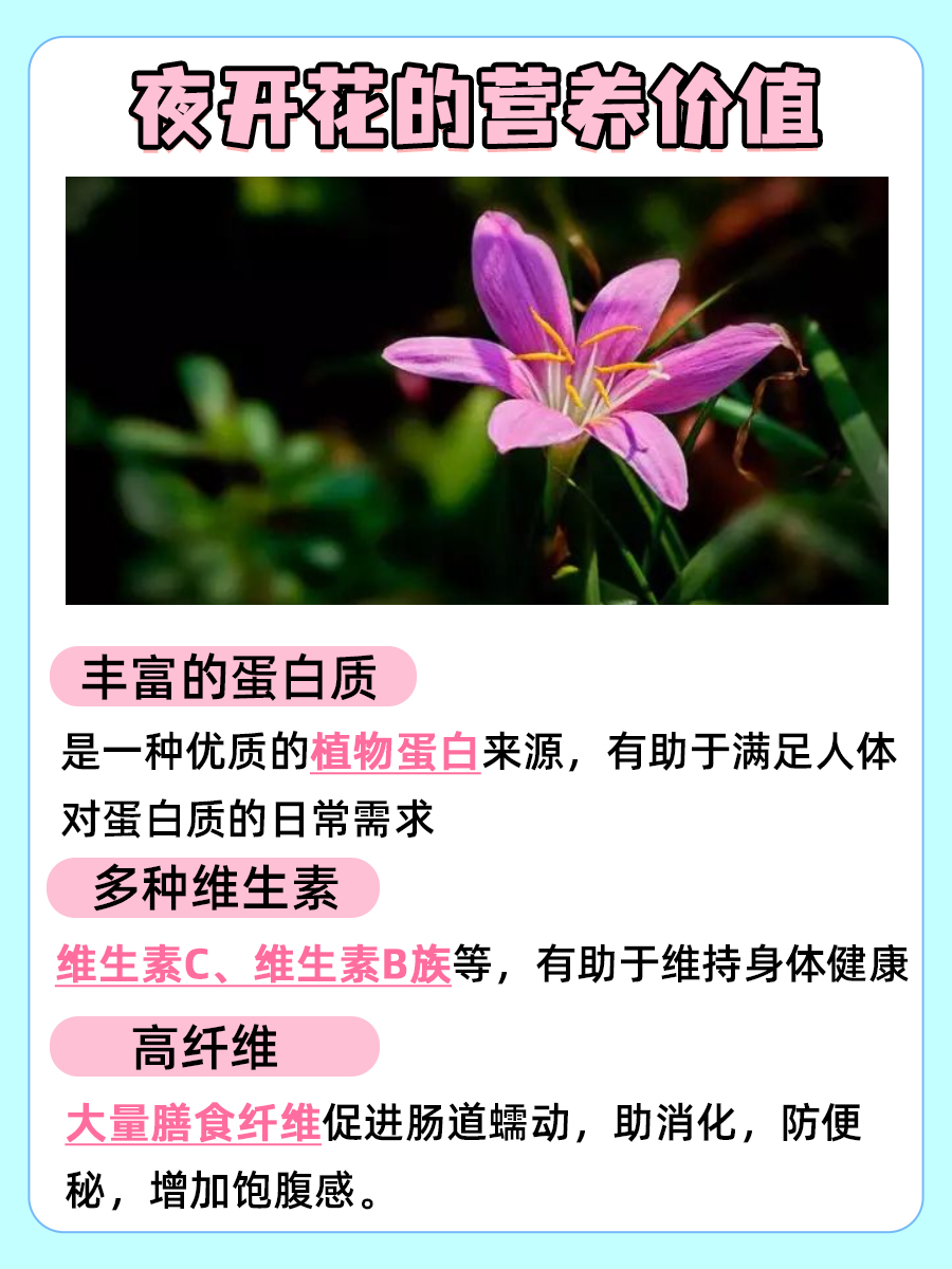 带你了解,夜开花的营养价值及功效
