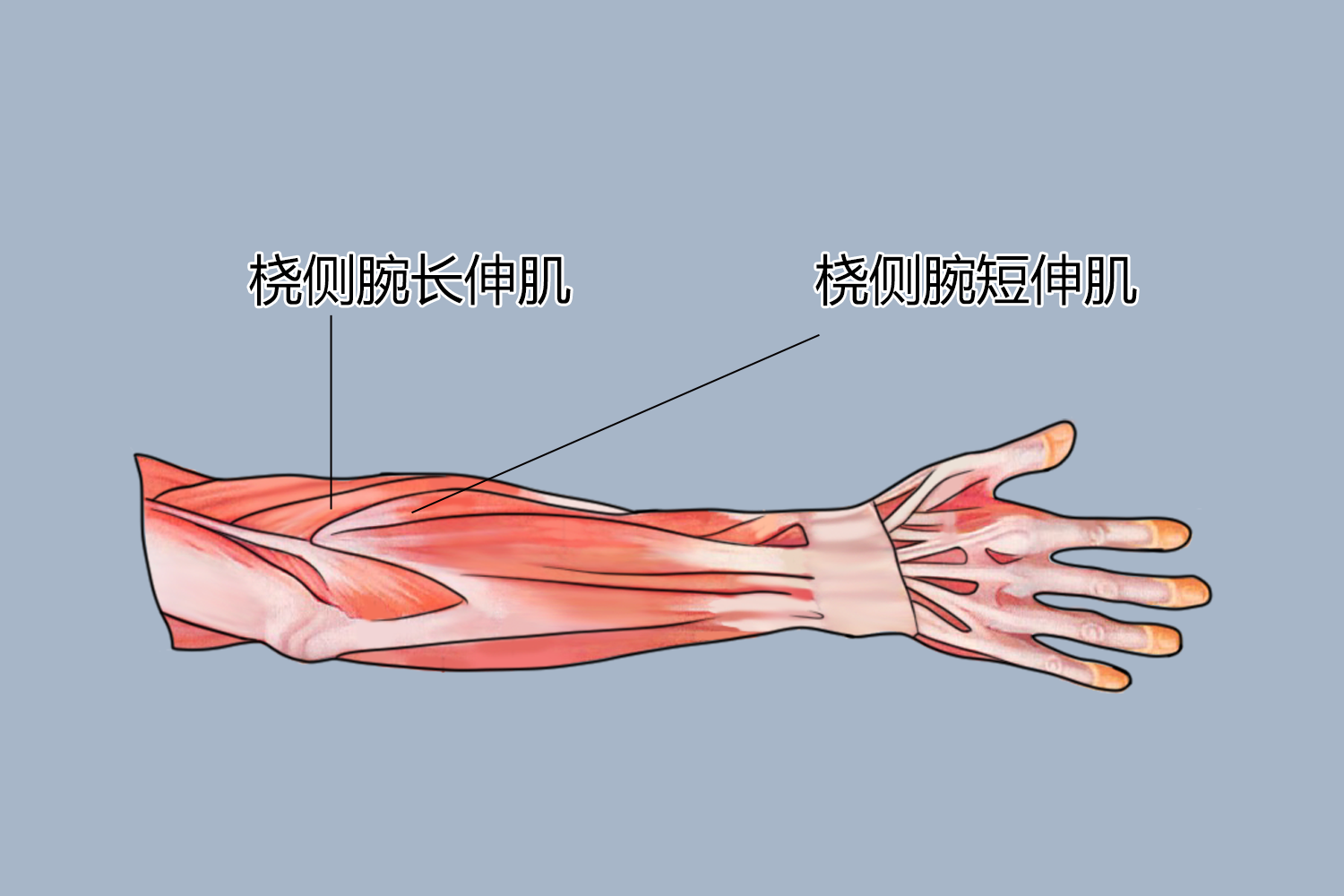 屈肘伸肘肌肉示意图图片