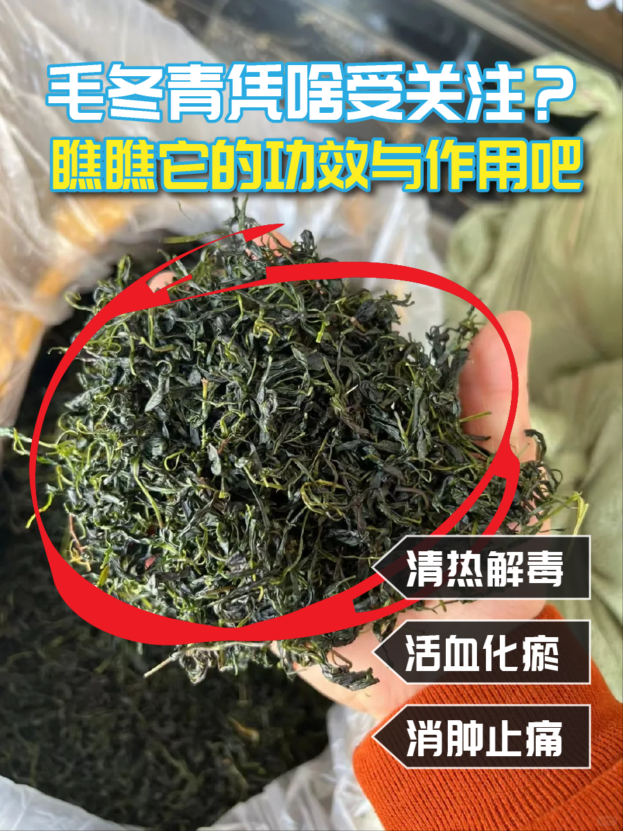 毛冬青凭啥受关注？瞧瞧它的功效与作用吧