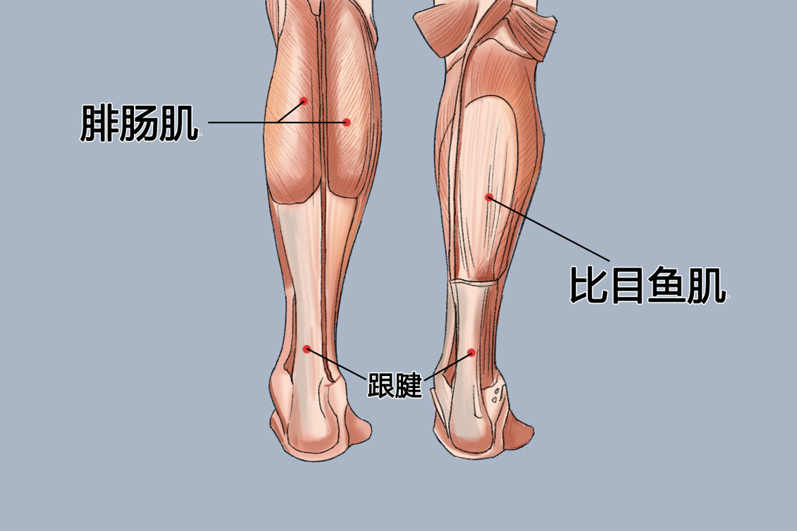 跟腱结构图