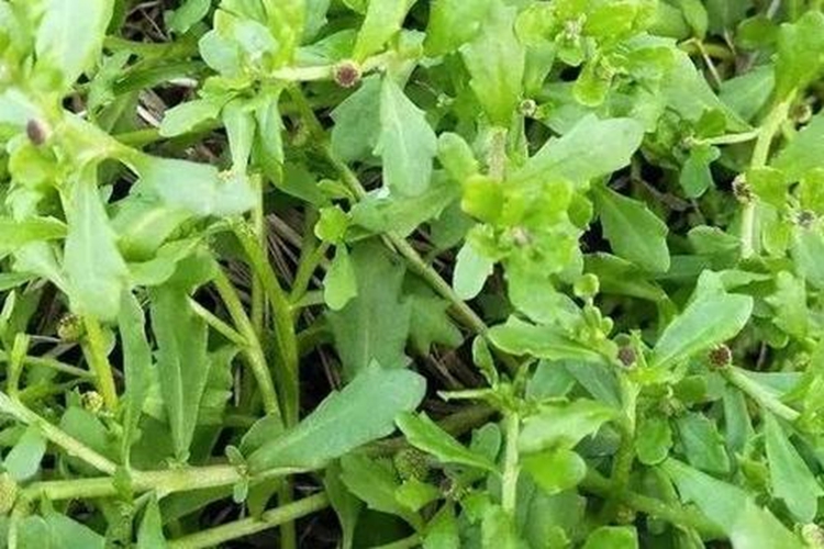 鹅不食草植株图