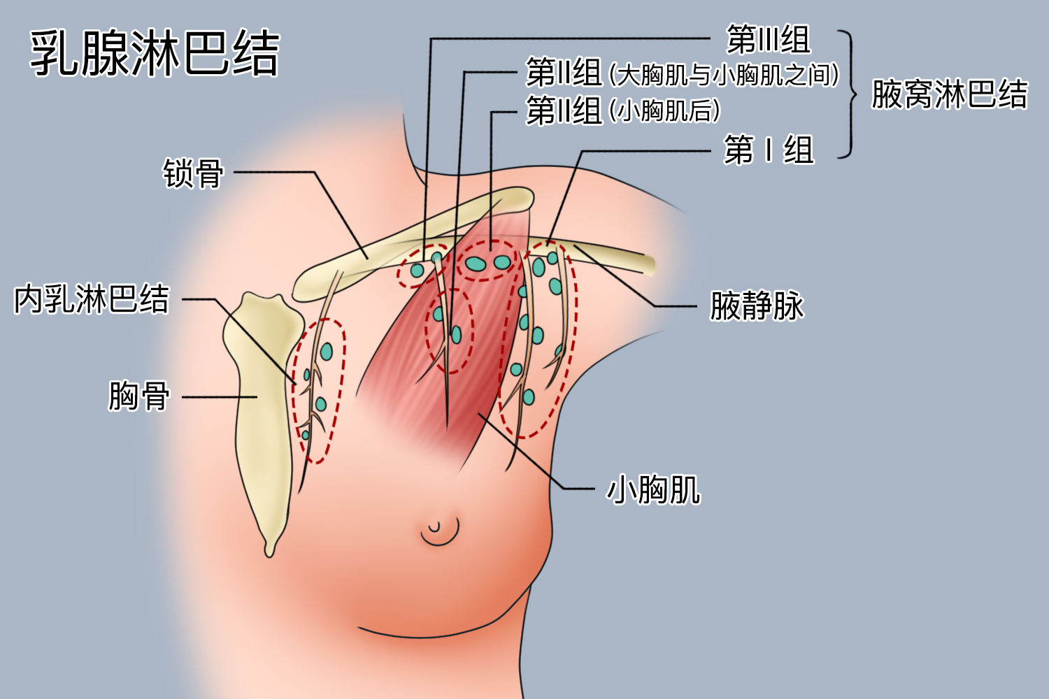 一二三组腋窝淋巴结位置图