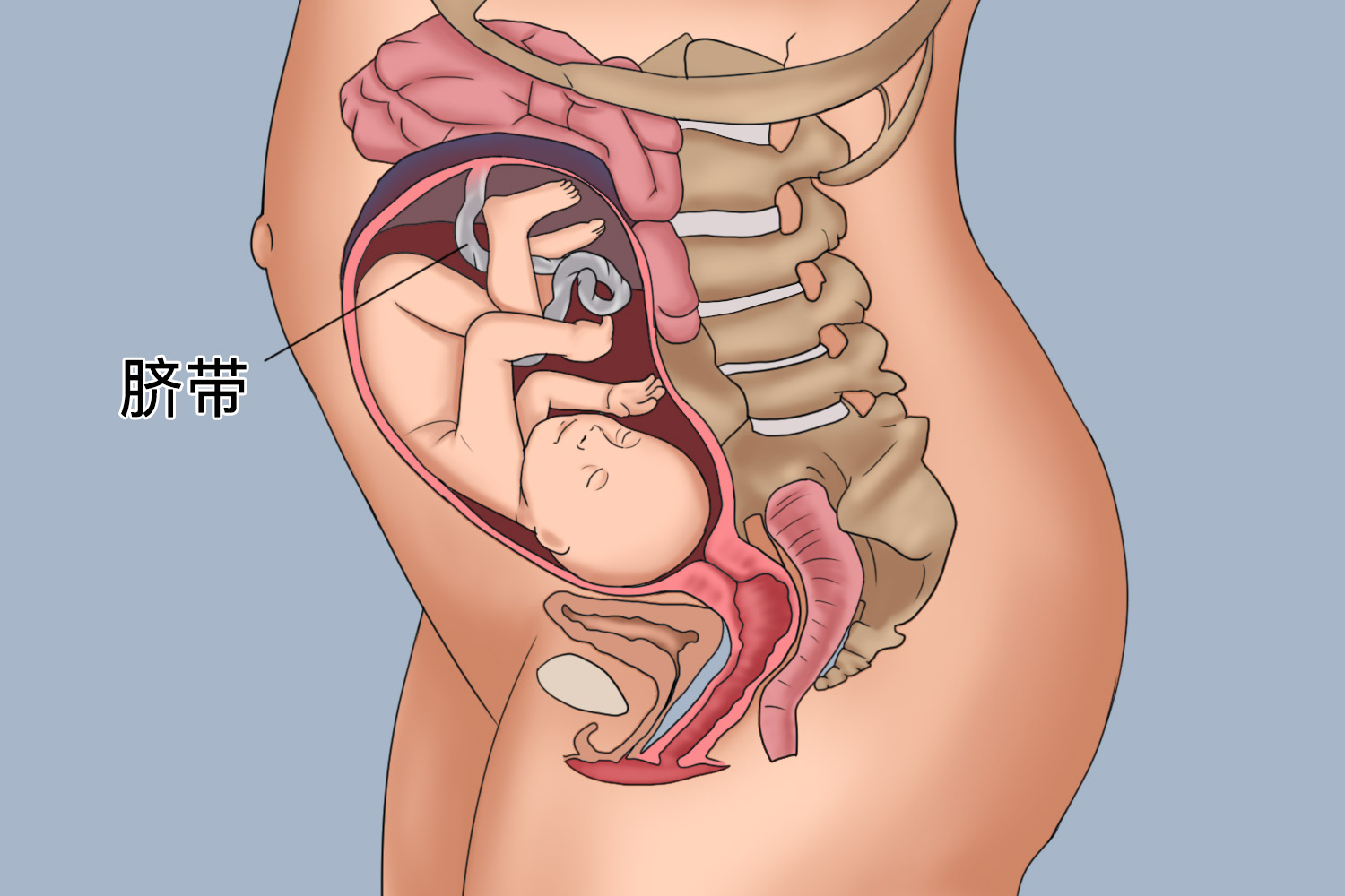 脐带连接母体和婴儿图 脐带连接母体和婴儿图